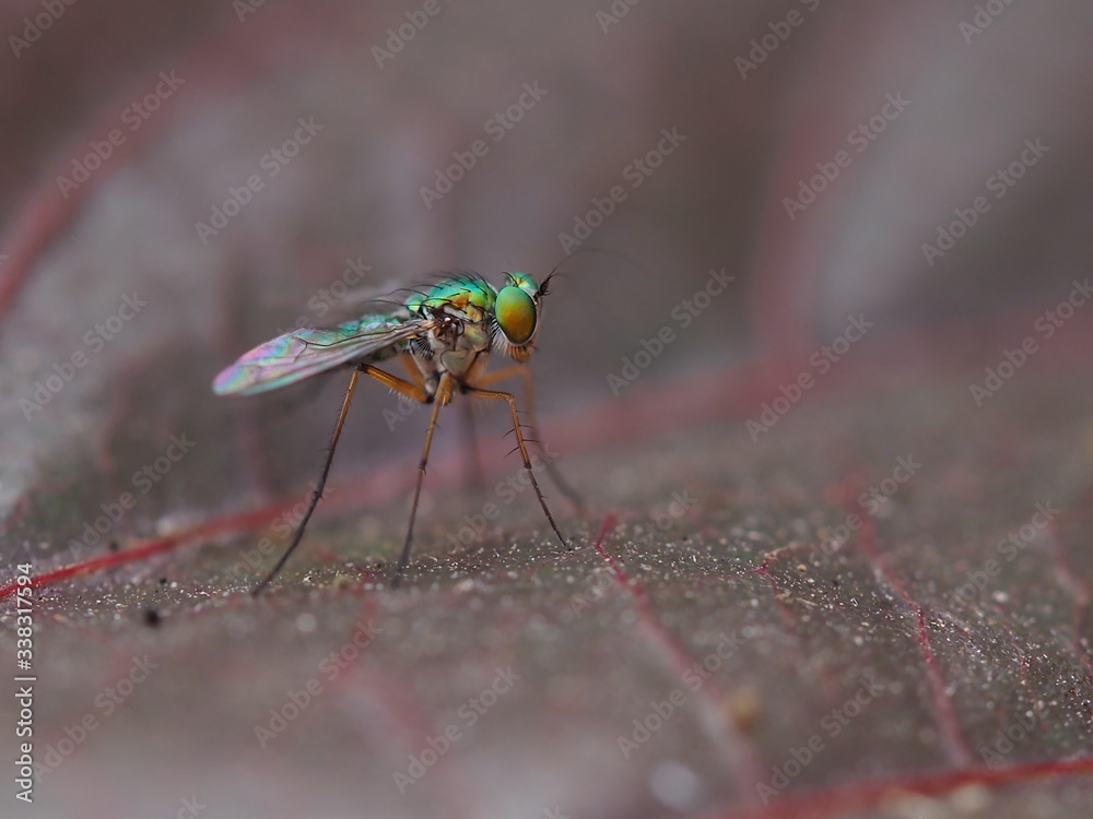 Fly Fly