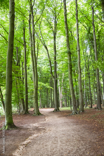 Baumstamm: Ringe / Jahresringe eines abgesägten Baumstammes