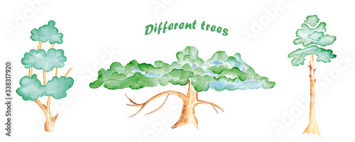 Watercolor Different trees. Hand painted realistic illustration