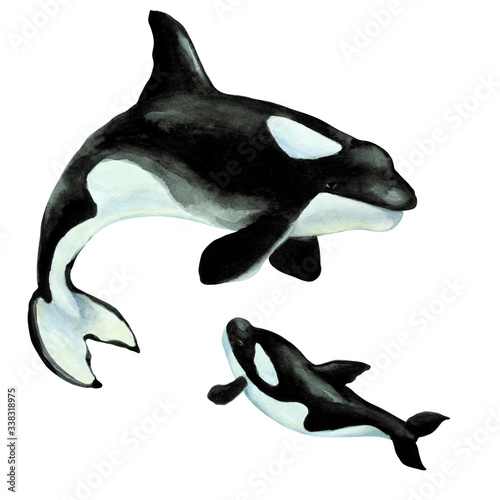 Big orca killer whale with cub on a white background, hand drawn watercolor.