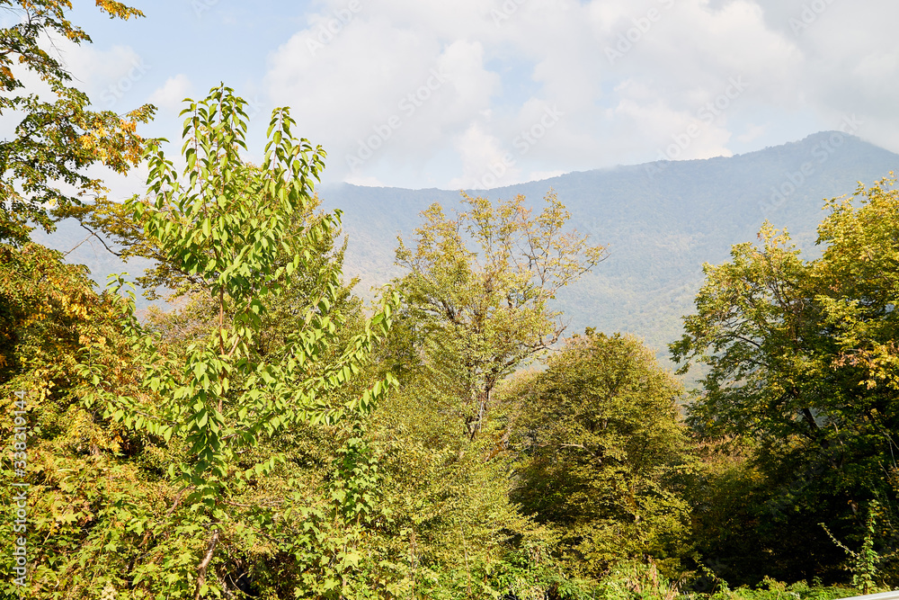 Autumn landscape with yellow trees in mountains and sky with fog haze background in day or morning time Autumn landscape with yellow trees in mountains and sky with fog haze background in day or morning time