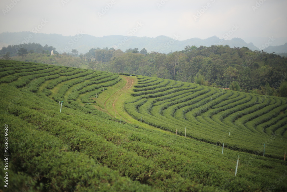 Tea plantations in Chiang Rai, Thailand