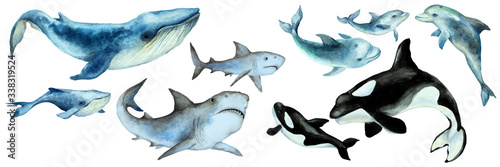 Set of a big blue whale  shark  orca killer whale  dolphins with cubs on a white background  panorama. Hand drawn watercolor.