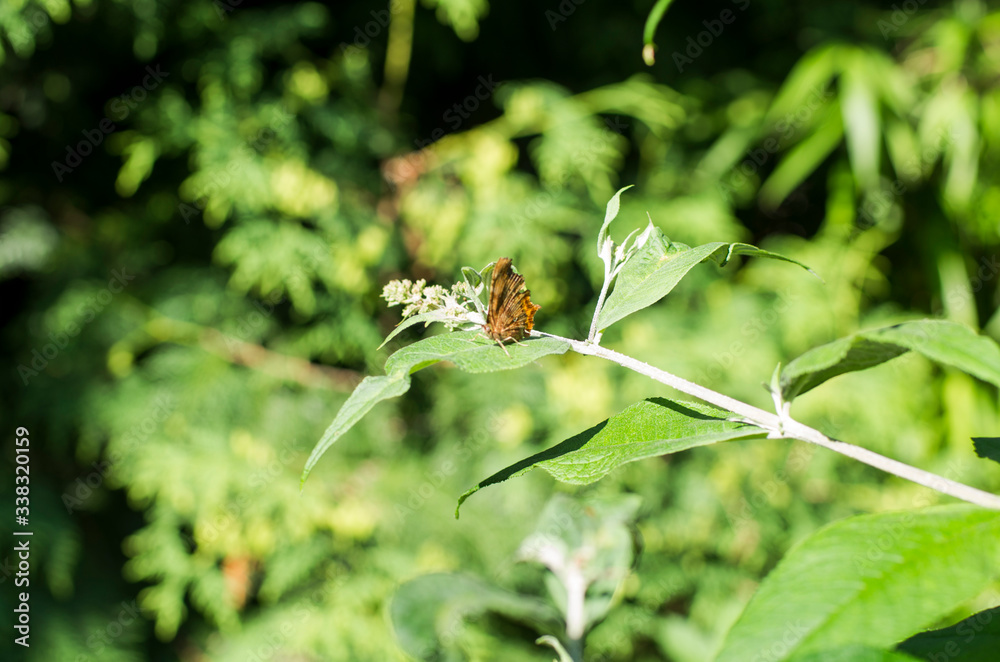 Garten: Flieder im Sommer mit Schmetterling Garten: Flieder im Sommer mit Schmetterling