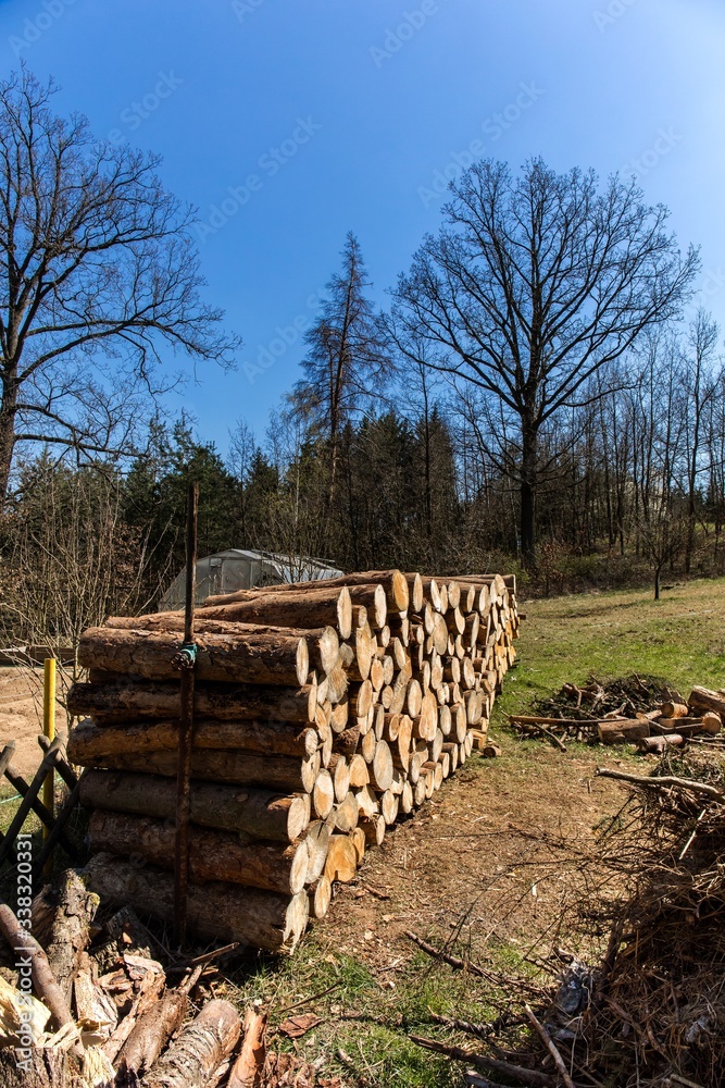 Wood stock for winter in the Czech countryside. Forest pine and spruce trees. Log trunks pile, the logging timber wood industry.