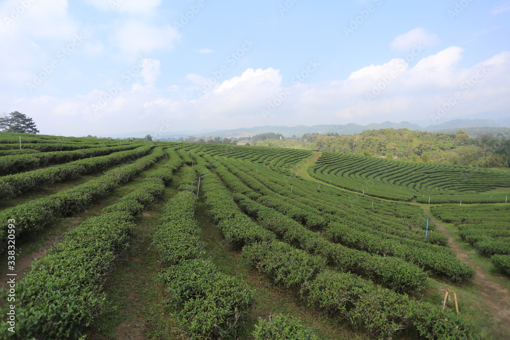 Tea plantations in Chiang Rai, Thailand
