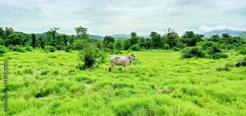 Photography cow on filed waiting for freedom this photo from india maharashtra
