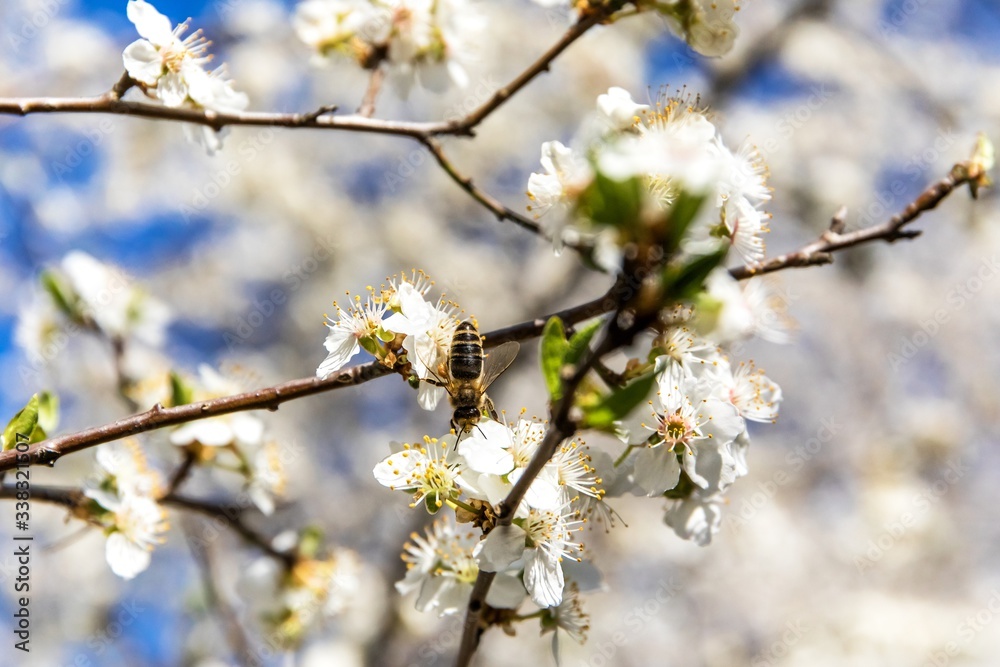 Blossoming trees in spring with blue sky. White flowers trees against blue sky. Orchard in spring. A beautiful day. Blossoming trees in spring with blue sky. White flowers trees against blue sky. Orchard in spring. A beautiful day.