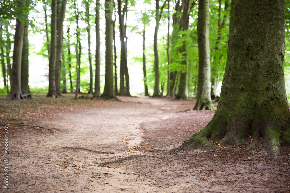 Waldboden: Erde, Laub und Äste auf einem Waldboden, Platz für Text/Typo Waldboden: Erde, Laub und Äste auf einem Waldboden, Platz für Text/Typo