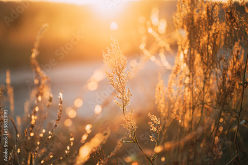 Close Up Summer Dry Autumn Grass In Sunset Sunrise Sunlight