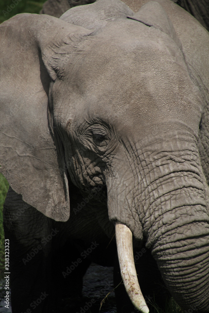 Fototapeta premium close up of an elephant
