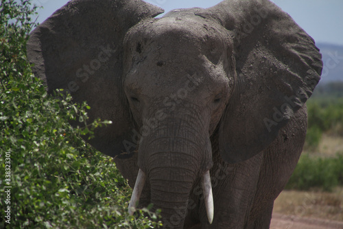 close up of an elephant in the wild