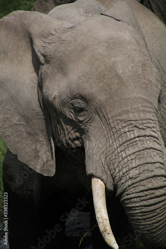 close up of an elephant