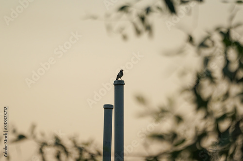 A little bird stands on the steel post with defocused beanches of tree in foreground and sunset sky in background photo