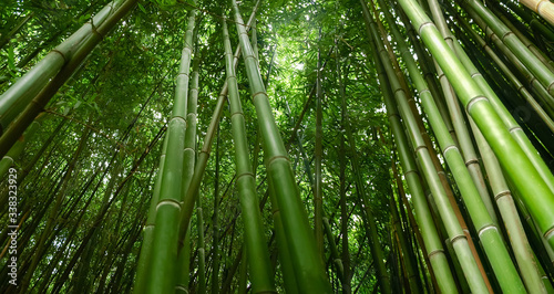 Bamboo thickets, bottom view of fragment in selective focus