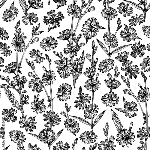 Seamless pattern with Realistic Botanical black ink sketch of chicory flowers, isolated on white background, floral herbs collection. Medicine plant.