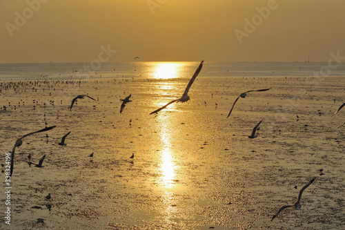 Photography Sunset birds sea beaches  in  samutprakarn Thailand