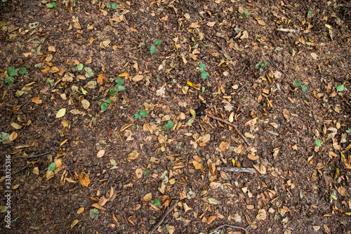 Waldboden: Erde, Laub und Äste auf einem Waldboden, Platz für Text/Typo © Fotoagentur WOLF