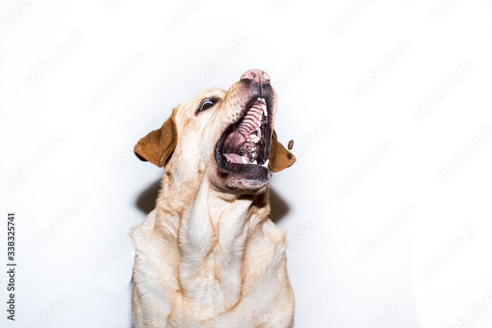 retrato de un perro que atrapa al vuelo una bola de pienso retrato de un perro que atrapa al vuelo una bola de pienso