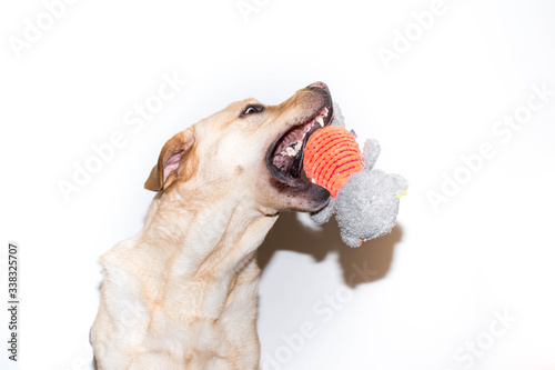 Retrato de un perro que falla al intentar coger un peluche photo