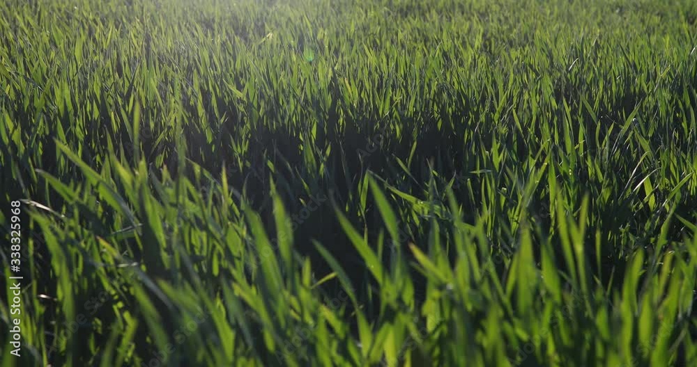 Young green wheat sprouts swings from the wind. Camera movement to the right. Young green wheat sprouts swings from the wind. Camera movement to the right.
