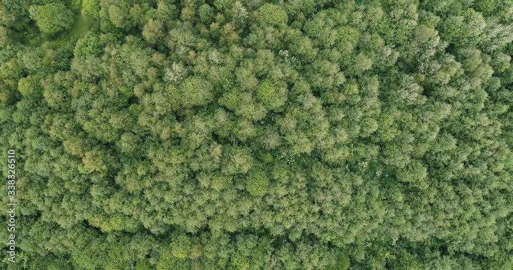 Aerial top down flight over green summer forest. 4K 60 fps Aerial top down flight over green summer forest. 4K 60 fps