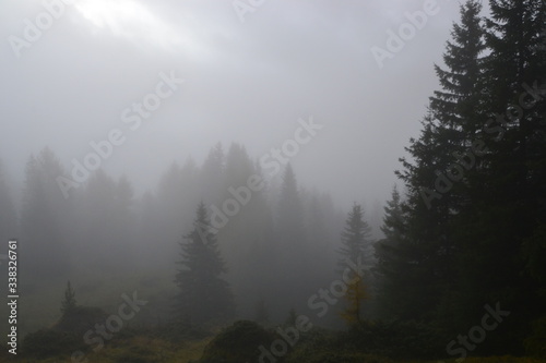 Risveglio di una foresta 
