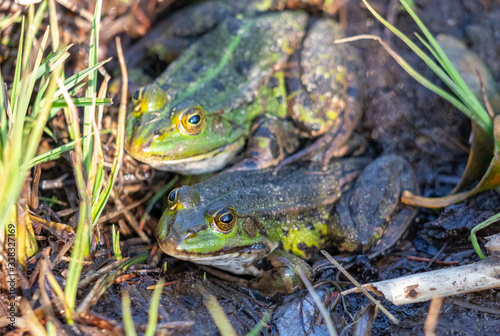 Frosch Pärchen Liebe grün Reptilien zusammen glücklich