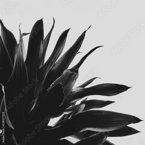 Silhouette tropical leaves background