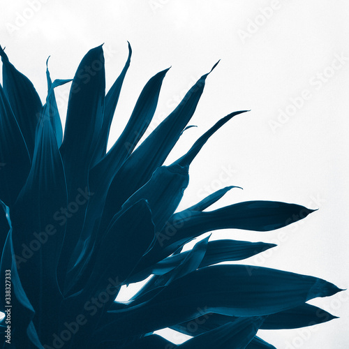 Green blue tropical leaves background