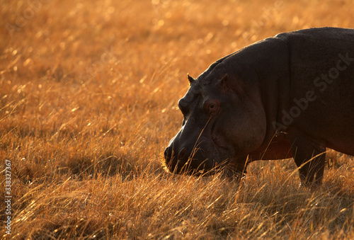 Hippopotamus in Masai Mara during sunrise