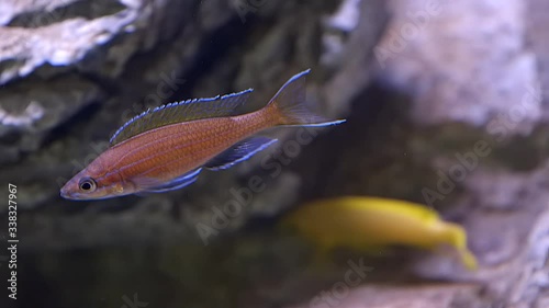 Blue Neon Cichlid (Paracyprichromis nigripinnis). Fixed shot photo
