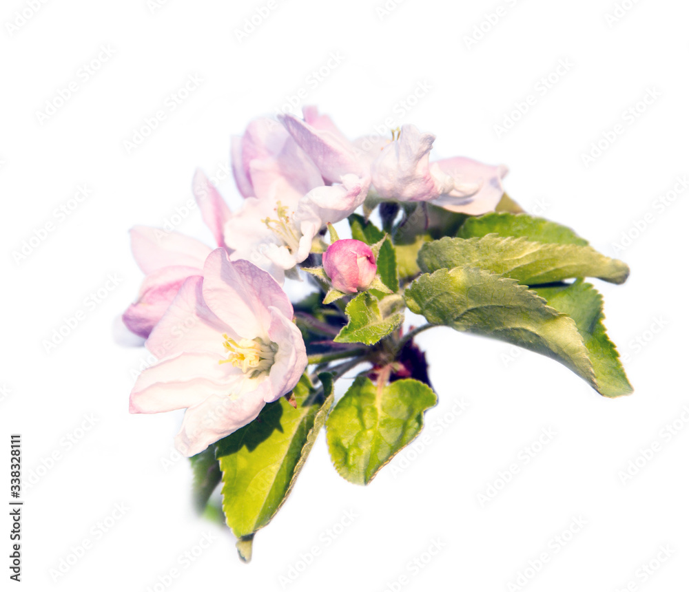 Blooming Apple tree, pink flowers on a white background. Inflorescences and green leaves