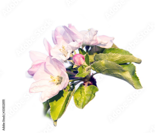 Obraz na płótnie Blooming Apple tree, pink flowers on a white background. Inflorescences and green leaves w salonie