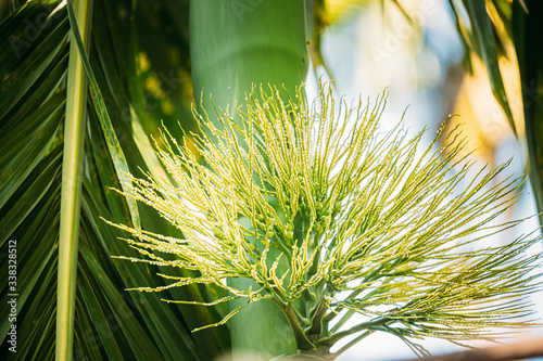 Goa, India. Young Green Shoots Of Areca Catechu Palm photo