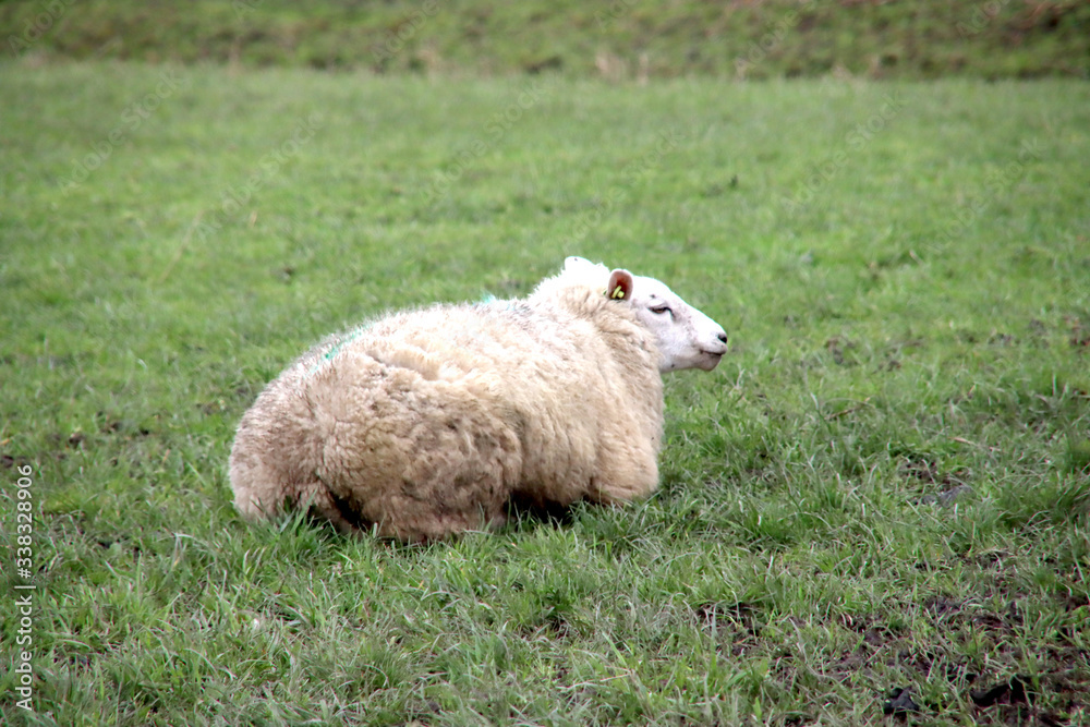 Pregnant sheep in the meadow in Nieuwerkerk aan den IJssel netherlands Pregnant sheep in the meadow in Nieuwerkerk aan den IJssel netherlands