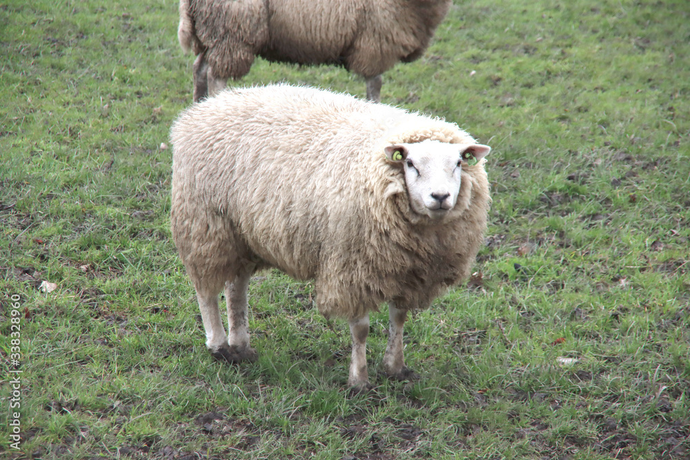 Pregnant sheep in the meadow in Nieuwerkerk aan den IJssel netherlands Pregnant sheep in the meadow in Nieuwerkerk aan den IJssel netherlands