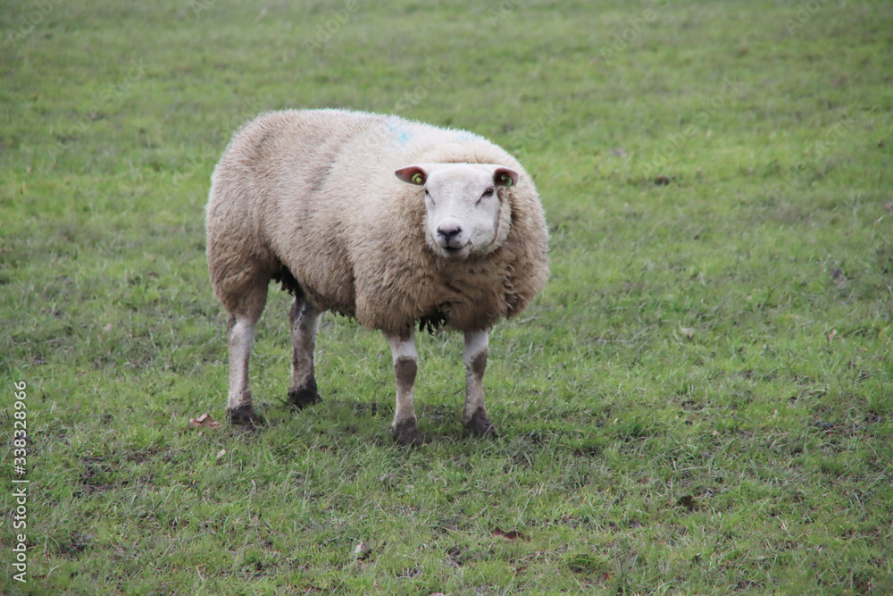 Pregnant sheep in the meadow in Nieuwerkerk aan den IJssel netherlands Pregnant sheep in the meadow in Nieuwerkerk aan den IJssel netherlands
