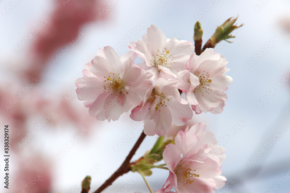 White and pink blossom flowers of the Prunus tree in public park in Nieuwerkerk aan den IJssel in the Netherlands White and pink blossom flowers of the Prunus tree in public park in Nieuwerkerk aan den IJssel in the Netherlands