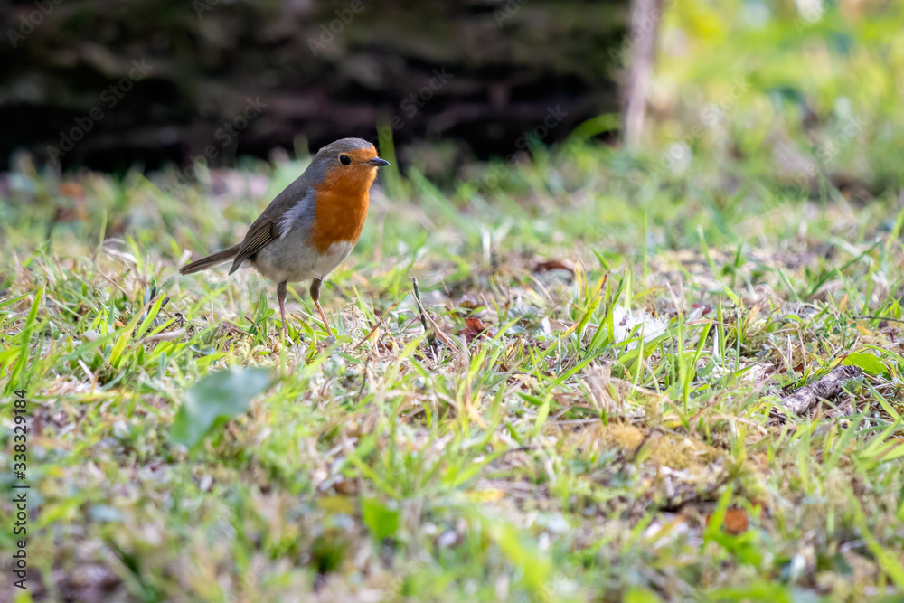 Robin looking alert in the grass on a spring day Robin looking alert in the grass on a spring day
