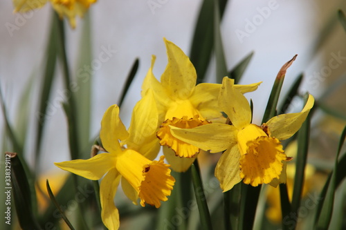 Yellow and white daffodils in the wild in a park in Nieuwerkerk aan den IJssel in the Netherlands