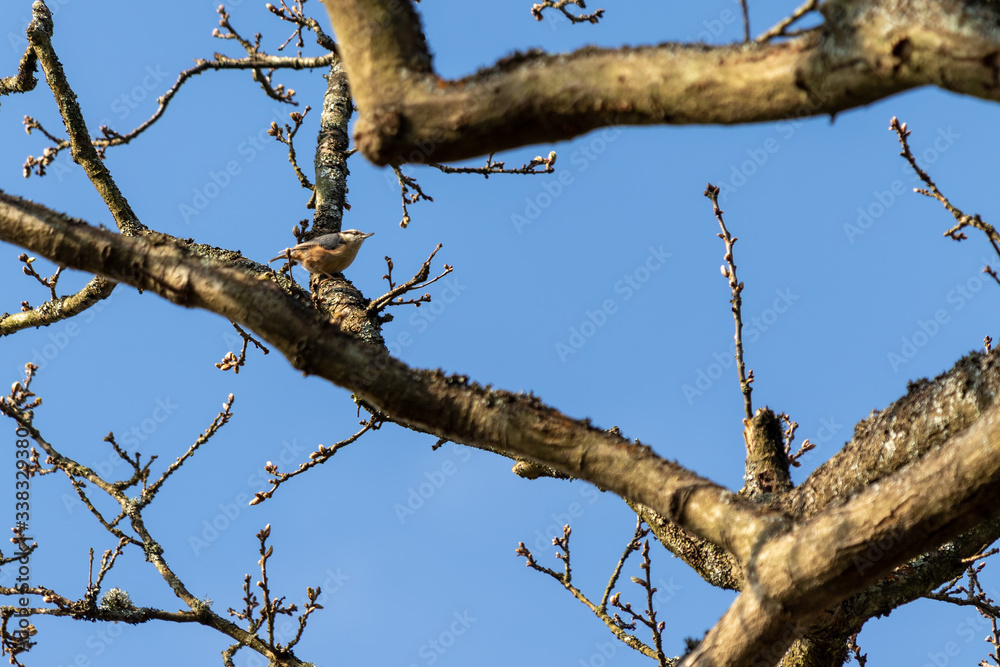 Nuthatch perched on tree near East Grinstead Nuthatch perched on tree near East Grinstead