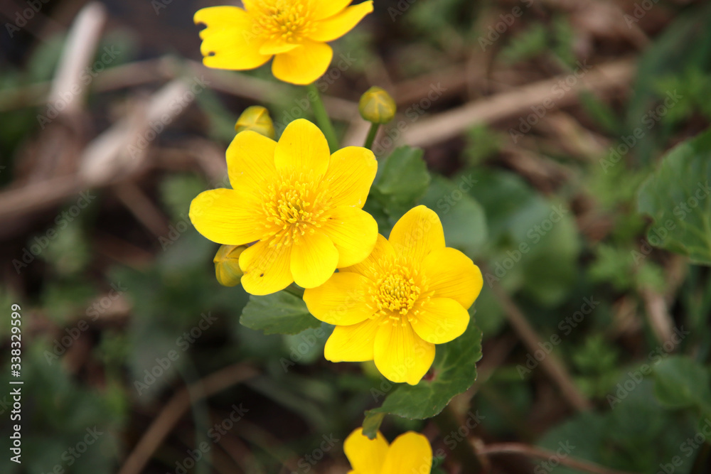Yellow buttercup flower along the ditch side in a park in Nieuwerkerk aan den IJssel in the Netherlands Yellow buttercup flower along the ditch side in a park in Nieuwerkerk aan den IJssel in the Netherlands