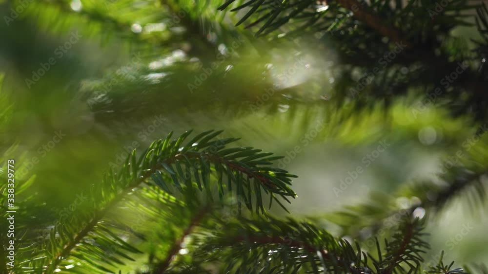 Closeup view 4k macro video of fresh beautiful green spruces of coniferous trees growing outdoor in sunny spring magic golden warm morning sun light. Closeup view 4k macro video of fresh beautiful green spruces of coniferous trees growing outdoor in sunny spring magic golden warm morning sun light.