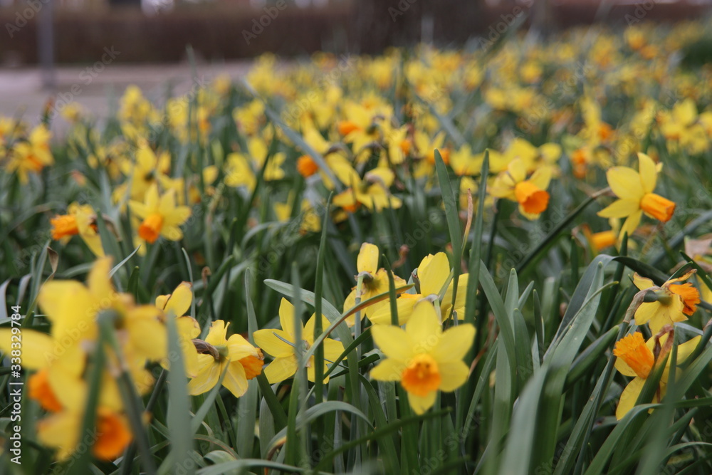 Obraz premium Yellow and white daffodils in the wild in a park in Nieuwerkerk aan den IJssel in the Netherlands