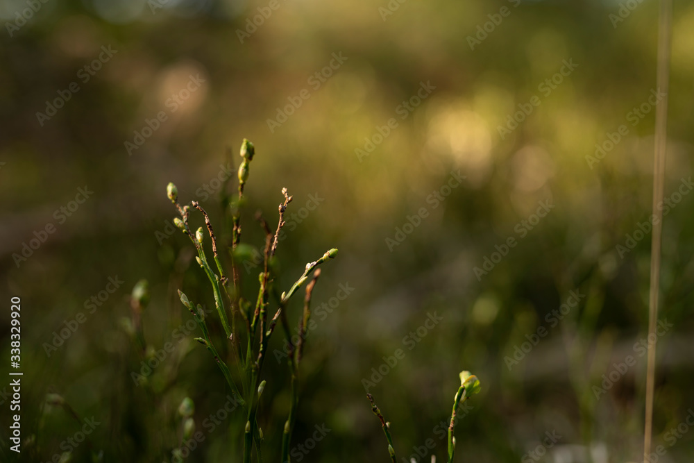 Enchanting forest fairytale landscape in summer and spring