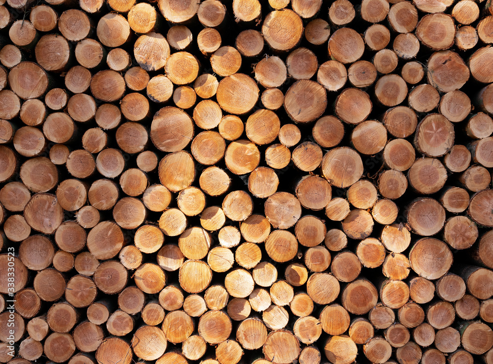 pile of sawn logs of spruce trees waiting for transportation in forest pile of sawn logs of spruce trees waiting for transportation in forest