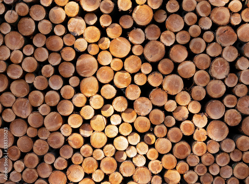 pile of sawn logs of spruce trees waiting for transportation in forest