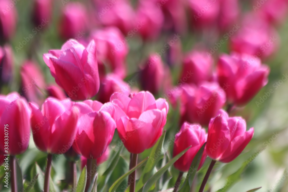 Purple tulips on clay flower bulb fields on the Dutch island of Goeree-Overflakkee illuminated by the sunlight