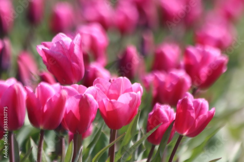 Purple tulips on clay flower bulb fields on the Dutch island of Goeree-Overflakkee illuminated by the sunlight